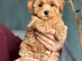 Tüy Dökmeyen Kıvırcık Maltipoo Yavruları