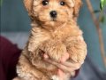 Tüy Dökmeyen Kıvırcık Maltipoo Yavruları