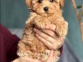 Tüy Dökmeyen Kıvırcık Maltipoo Yavruları