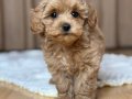 KAHVE TONLU MALTİPOO CİNSİ YAVRULAR 