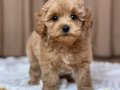KAHVE TONLU MALTİPOO CİNSİ YAVRULAR 