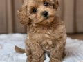 KAHVE TONLU MALTİPOO CİNSİ YAVRULAR 