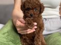 Kızıl Renk İkonu Kıvırcık Red Toy Poodle Yavrusu