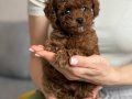 Kızıl Renk İkonu Kıvırcık Red Toy Poodle Yavrusu