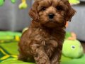 IRKININ GARANTİSİ BİZDE POODLE SEVİMLİ YAVRULAR 