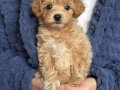 KARAMEL TONLU MALTİPOO CİNSİ YAVRULAR 
