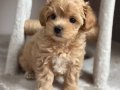 KARAMEL TONLU MALTİPOO CİNSİ YAVRULAR 