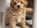 KARAMEL TONLU MALTİPOO CİNSİ YAVRULAR 