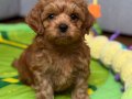 KARAMEL KIVIRCIK POODLE SEVİMLİ YAVRULAR 
