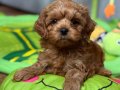 KARAMEL KIVIRCIK POODLE SEVİMLİ YAVRULAR 