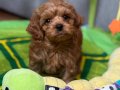 KARAMEL KIVIRCIK POODLE SEVİMLİ YAVRULAR 