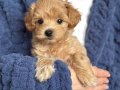 Maltipoo Kahve Tonlu Minik Yavrular