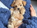Maltipoo Kahve Tonlu Minik Yavrular