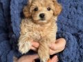 Maltipoo Kahve Tonlu Minik Yavrular