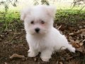 Kar Beyaz Maltese Terrier Yavrular
