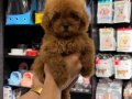 TOY POODLE SEVİMLİ YAVRULAR 