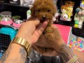 TOY POODLE SEVİMLİ YAVRULAR 