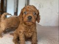 TOY POODLE SEVİMLİ YAVRULAR 