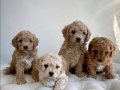 MALTİPOO CİNSİ YAVRULAR 