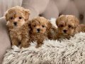 MALTİPOO CİNSİ YAVRULAR 