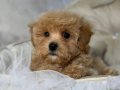 TOY POODLE SEVİMLİ YAVRULAR 