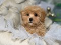 TOY POODLE SEVİMLİ YAVRULAR 