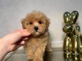 TOY POODLE SEVİMLİ YAVRULAR 