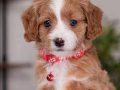 MALTİPOO CİNSİ YAVRULAR 