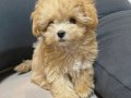 MALTİPOO CİNSİ YAVRULAR 
