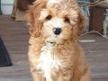 MALTİPOO CİNSİ YAVRULAR 