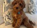 TOY POODLE SEVİMLİ YAVRULAR 