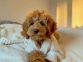 TOY POODLE SEVİMLİ YAVRULAR 
