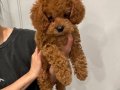 TOY POODLE SEVİMLİ YAVRULAR 