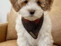 MALTİPOO CİNSİ YAVRULAR 