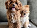 MALTİPOO CİNSİ YAVRULAR 