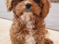 MALTİPOO CİNSİ YAVRULAR 