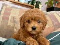 SEVİMLİ TOY POODLE YAVRUMUZ TEACUP 