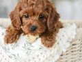 SEVİMLİ TOY POODLE YAVRUMUZ TEACUP 