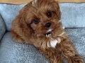 KAHVERENGİ MALTİPOO CİNSİ YAVRULAR 