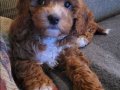 KAHVERENGİ MALTİPOO CİNSİ YAVRULAR 
