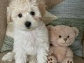 KAR BEYAZ MALTESE TERRİER CİNSLERİ 