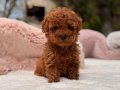 TOY POODLE SEVİMLİ YAVRULAR 
