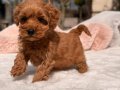TOY POODLE SEVİMLİ YAVRULAR 
