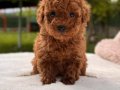 TOY POODLE SEVİMLİ YAVRULAR 