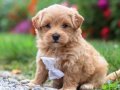 MALTİPOO CİNSİ YAVRULAR EV ÜRETİMİ 