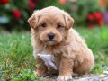 MALTİPOO CİNSİ YAVRULAR EV ÜRETİMİ 