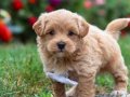 MALTİPOO CİNSİ YAVRULAR EV ÜRETİMİ 