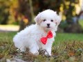 KAR BEYAZ MALTESE TERRİER CİNSLERİ 