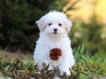 KAR BEYAZ MALTESE TERRİER CİNSLERİ 