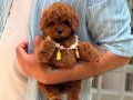 TOY POODLE SEVİMLİ YAVRULAR 